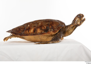 Turtle 8 whole body 0001.jpg